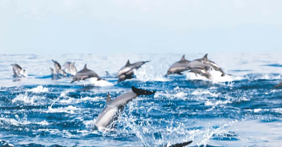 Muscat: Dolphin Watching and Snorkeling Tour - Getting from Muscat to the coast: pickup that’s mostly easy