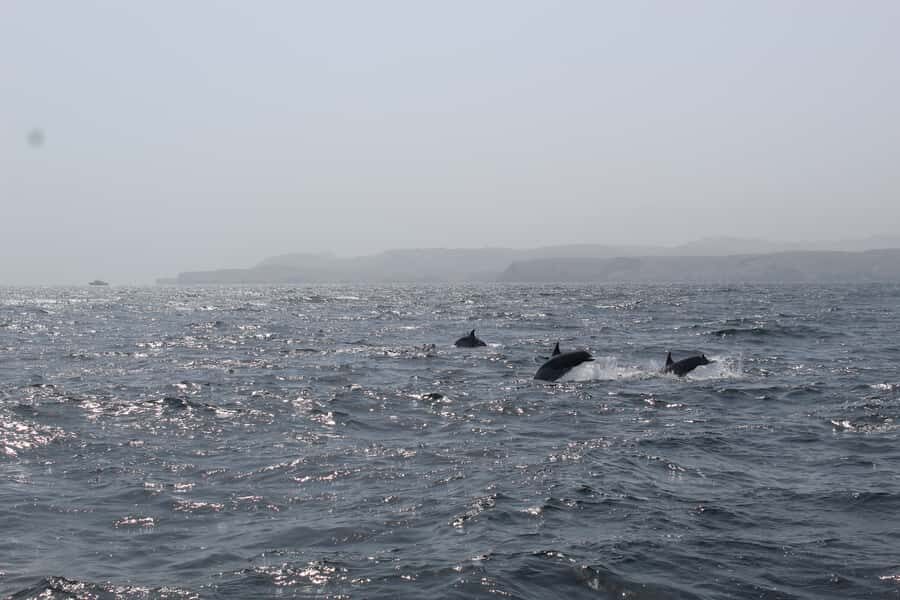 Muscat: Dolphin Watching and Snorkeling Tour By Speed Boat - A 10am Departure That Stays Flexible