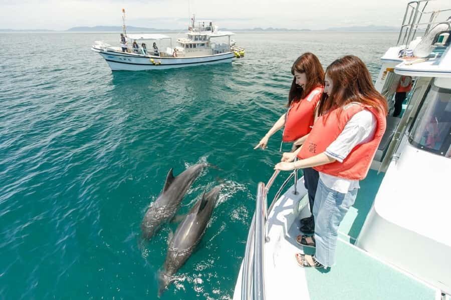 Muscat: Dolphin Watching and Snorkeling Tour - On the boat: how dolphin spotting actually feels