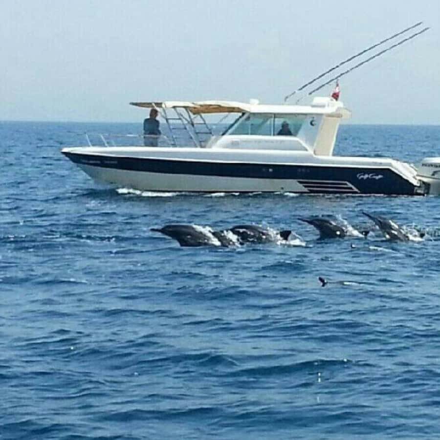 Muscat: Dolphin Watching and Snorkeling Trip - From Marina Bandar Al Rowdha to Dolphin Watching Time