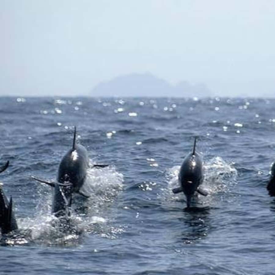 Muscat: Dolphin Watching and Snorkeling Trip - Snorkeling in Muscat: How to Make the Most of Your One Hour