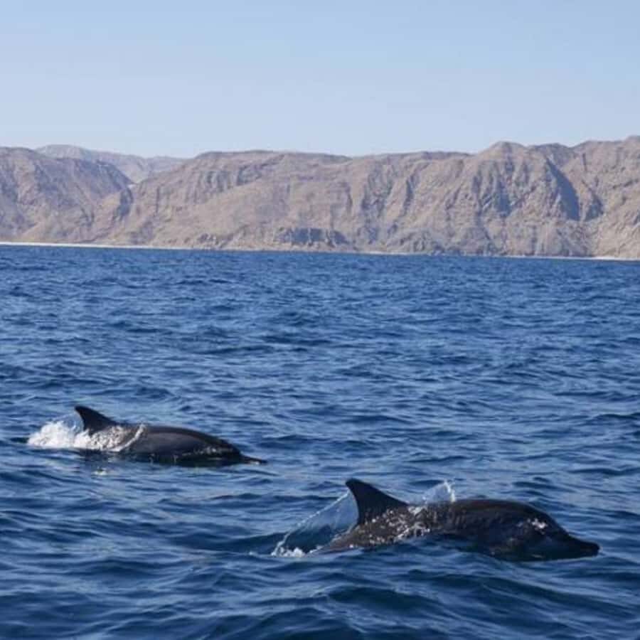 Muscat: Dolphin Watching and Snorkeling Trip - Gear, Snacks, and Water: The Small Inclusions That Actually Help