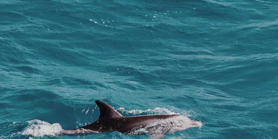 Muscat: Dolphin Watching Boat Tour - Dolphin spotting in Muscat: pods, behavior, and realistic odds