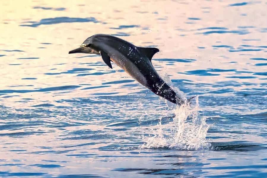 Muscat Dolphin Watching & Coastal Sightseeing Tour - Key highlights you’ll feel from the start