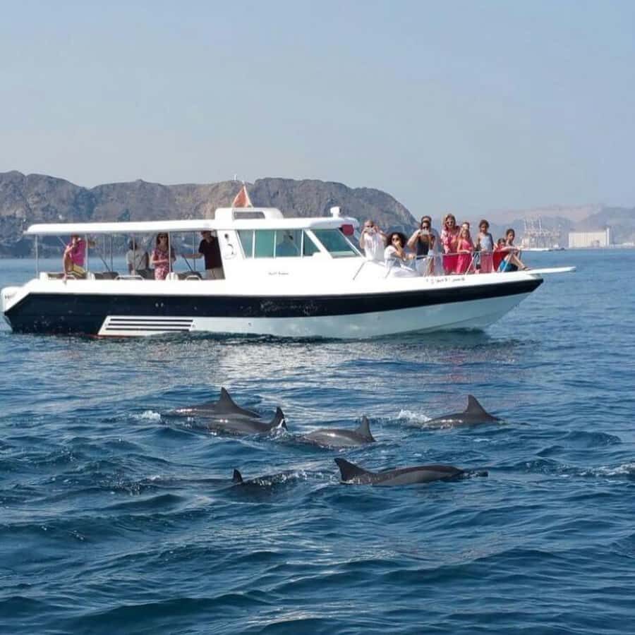 Muscat Dolphin Watching & Coastal Sightseeing Tour - Dolphins in Muscat: How Wild Spotting Really Works
