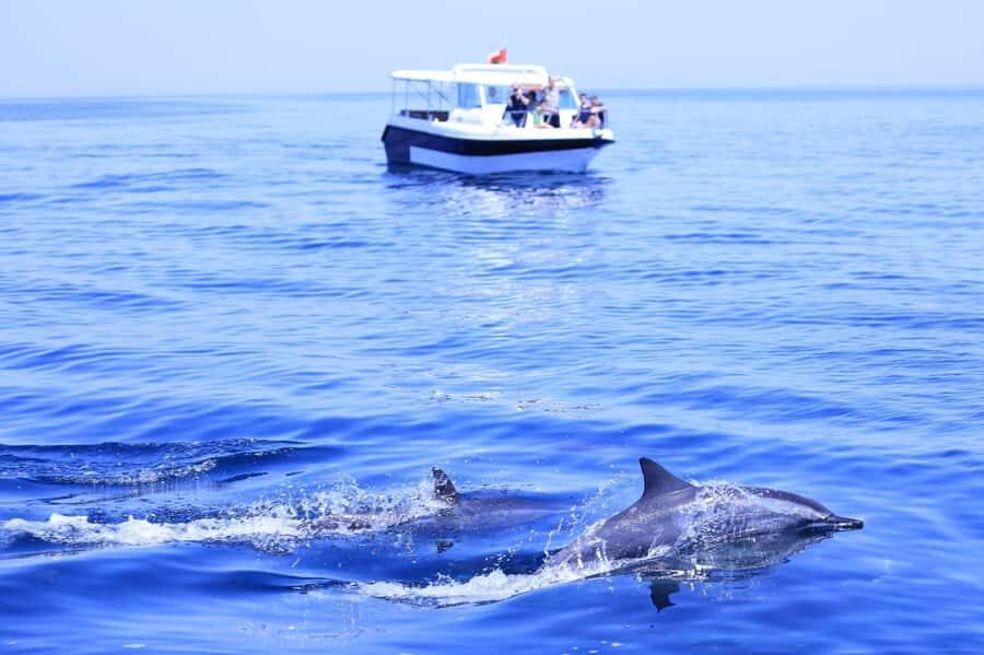 Muscat Dolphin Watching & Coastal Sightseeing Tour - The main speedboat window: dolphin watching with momentum