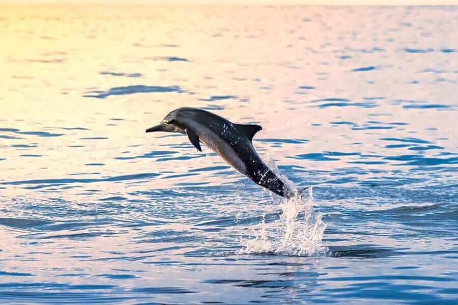 Muscat: Snorkeling and Dolphin Watching Tour - Marina Bandar Al Rowdha meeting point: getting on the water fast
