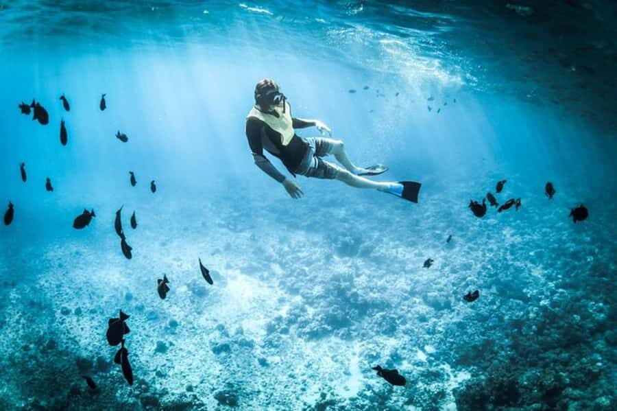 Muscat: Snorkeling and Dolphin Watching Tour - 3 hours in Omani waters: cruise, dolphin watching, and snorkeling