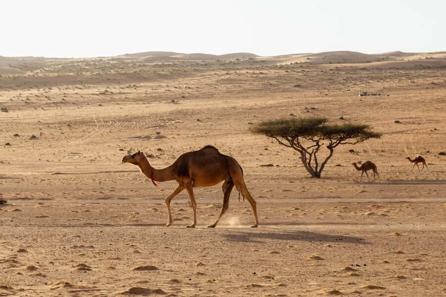 Muscat: Wadi Bani Khalid Oasis & Oman Desert Tour - What to bring (so the day feels easy)