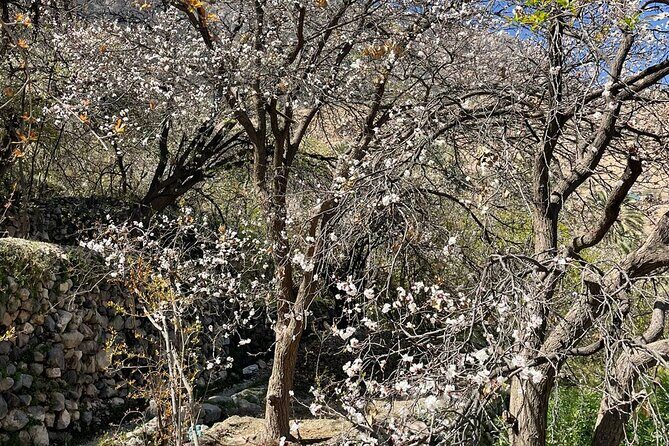Nakhal Hotspring and Wakan Village Private Full Day Tour - Nakhal Hot Springs and the fish foot spa: Simple comfort in a green wadi