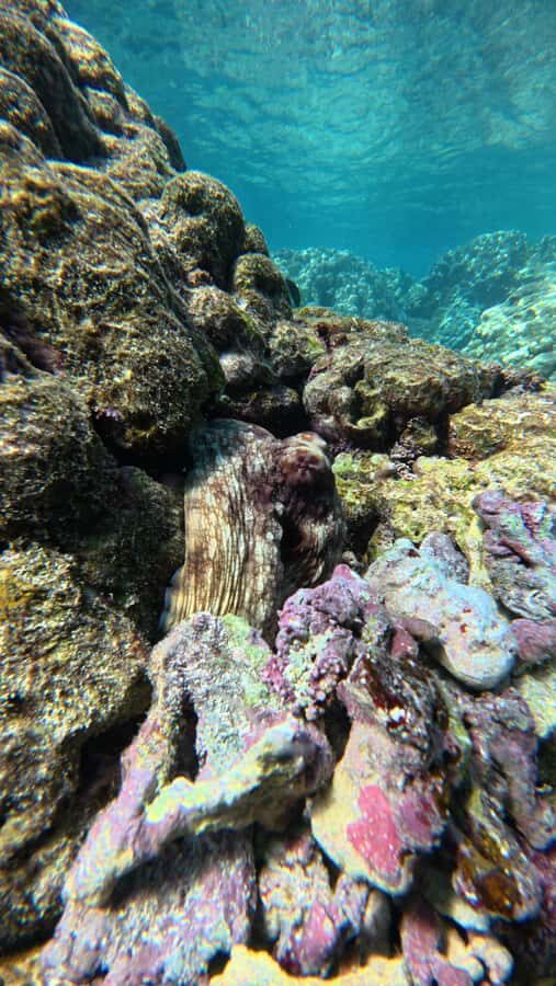 Oman: Daymaniyat Islands Visit and Snorkeling - Who this tour fits best (and who should skip it)