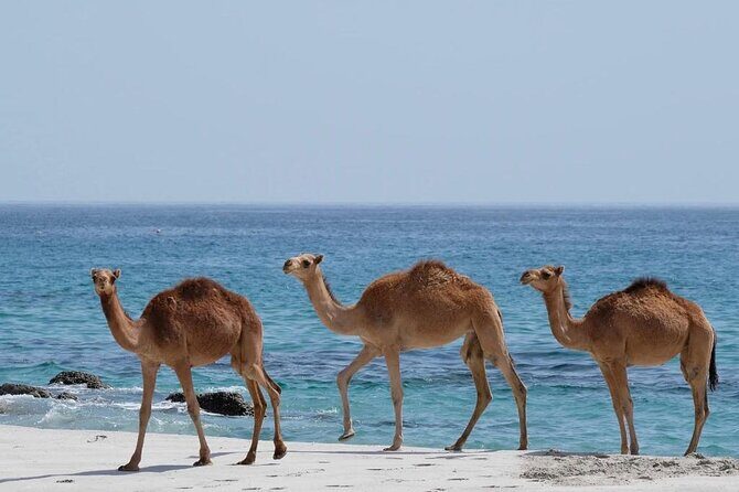 Private Caribian Orient (Swiming in Fazayeh Beach ) - Why this private Salalah day feels different