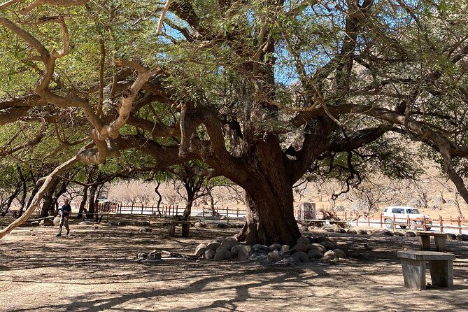 Private Full-Day East Oman Tour from Salalah with Lunch - Baobab trees in Salalah, plus the Earth gravity point