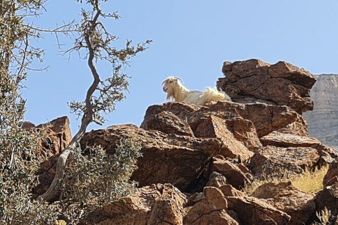 Private Overnight Nizwa & Jebel Akhdar Tour from Muscat - Birkat Al Mouz ruins + Al Kattmyn falaj: the heritage you can understand fast