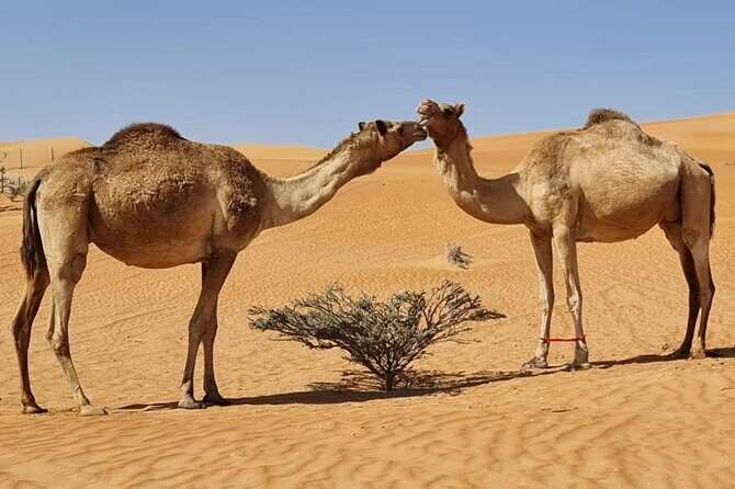 Private Transfer from Muscat to Wahiba Sand Desert by 4WD Vehicle - The Driver-Guide: More Than a Chauffeur