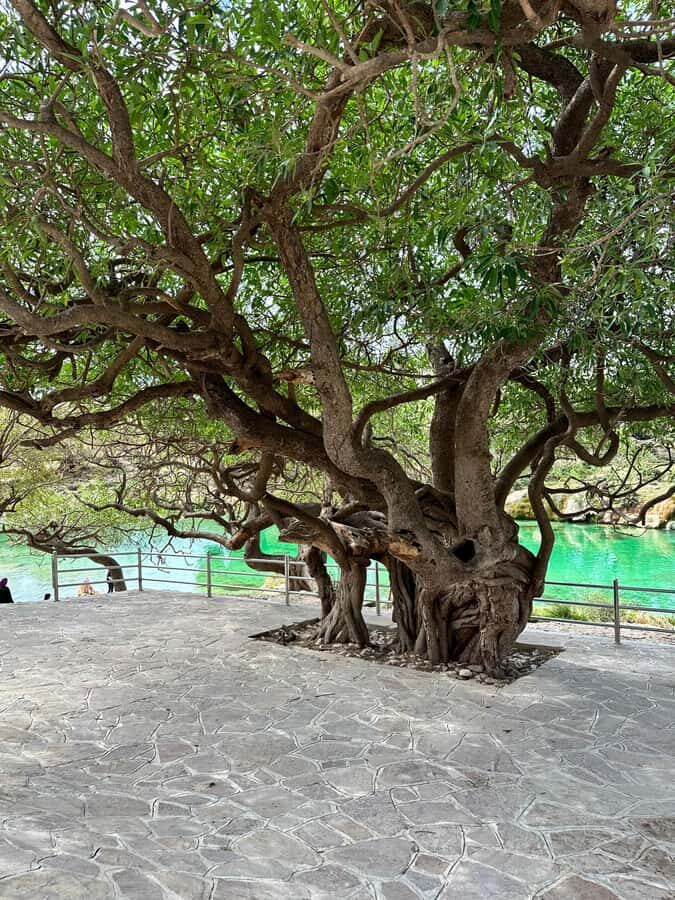 Salalah a combination of East and West tour - Why this Salalah East-and-West tour feels different