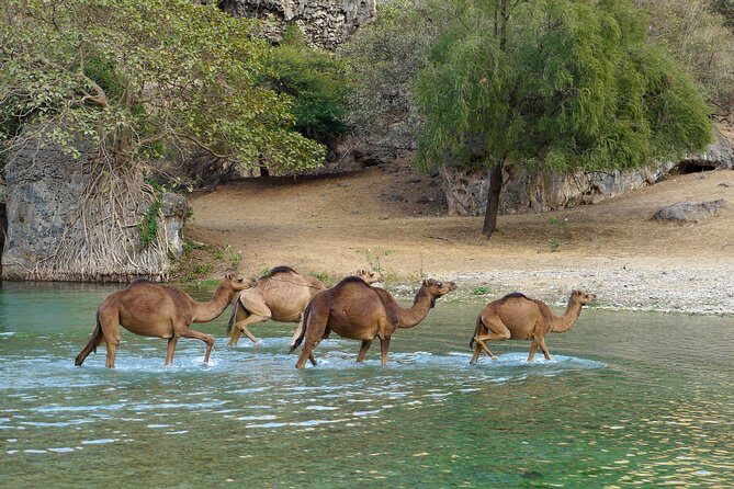 Salalah City and East Tour Combo (Darbat falls, Razat spring) - Al-Husn Souq: Frankincense and perfume shopping without the pressure