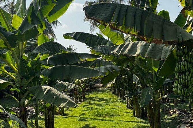 Salalah City Tour: Discover Salalahs Treasures with a Local Guide - Price and what you’re really paying for ($125 per person)