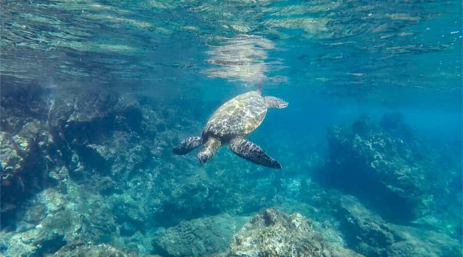 Salalah: Discover Mirbat's Snorkeling Paradise Guided Tour - Eagle Bay snorkeling: shallow water, reef gardens, easier viewing