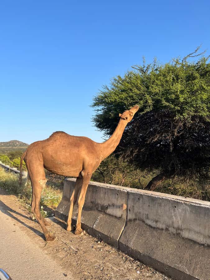 Salalah East Adventure: Waterfalls, Mountain & Safari - Jebel Samhan viewpoints: panoramic time on the drive