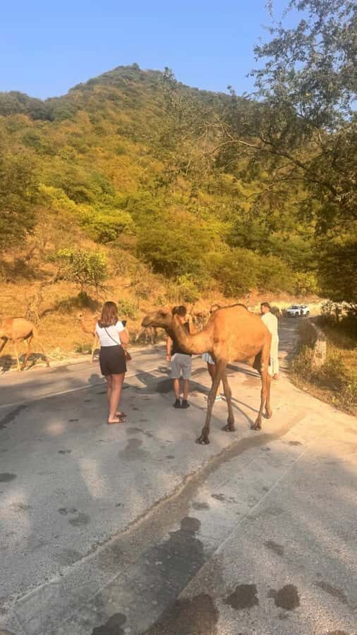 Salalah East Tour: Taqah , Darbat waterfall,camel's baobab - Jebel Samhan: your main view time and the reason you booked the mountains