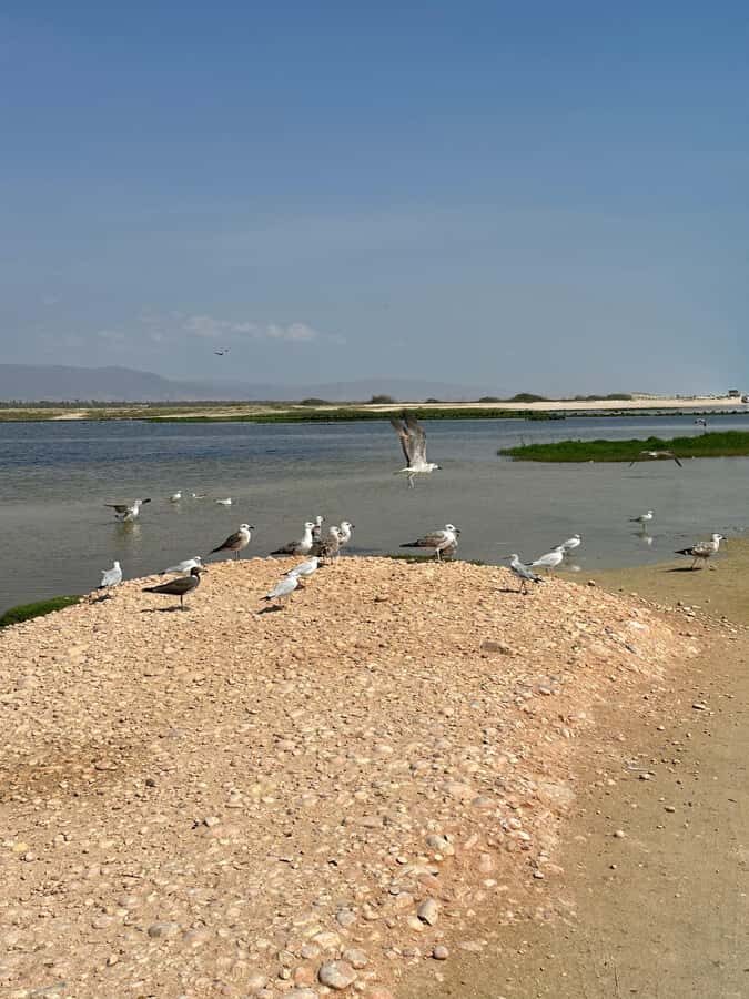 Salalah: Half-Day Guided Tour to Wadi Darbat & Mount Samhan - Who Should Book This Tour (and Who Might Prefer Something Else)
