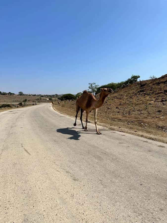 Salalah: Half-Day Guided Tour to Wadi Darbat & Mount Samhan - Should You Book Salalah: Wadi Darbat & Mount Samhan?