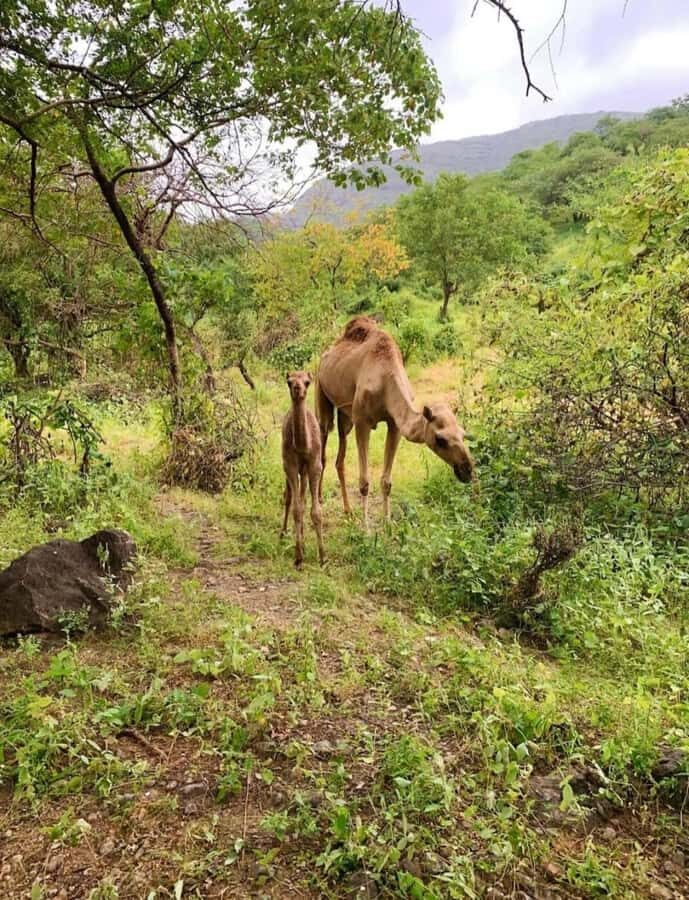 Salalah: Wadi Darbat, ,Teeq Cave - Baobou Trees Tour - Key highlights you should care about