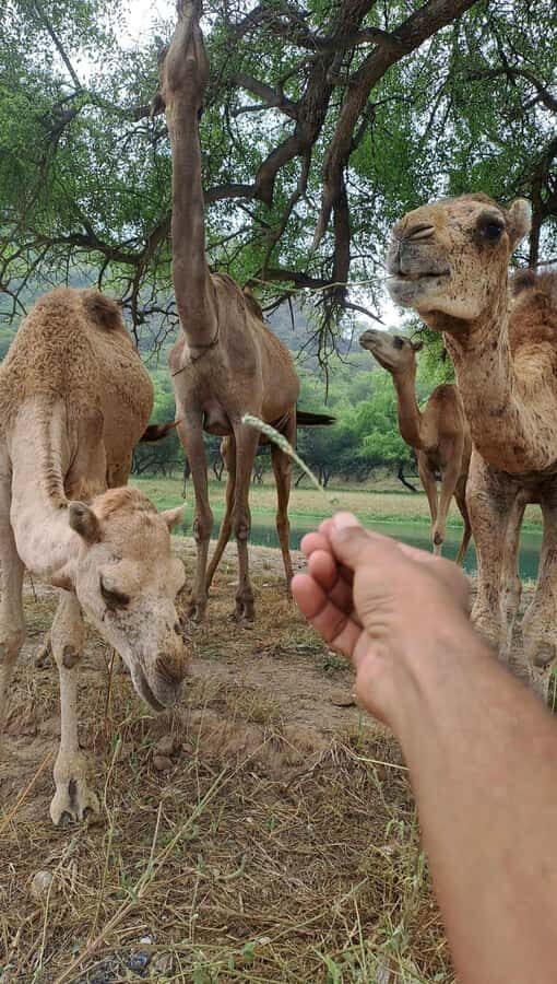 Salalah: Wadi Darbat, ,Teeq Cave - Baobou Trees Tour - Salalah countryside by 4WD: how this day really flows