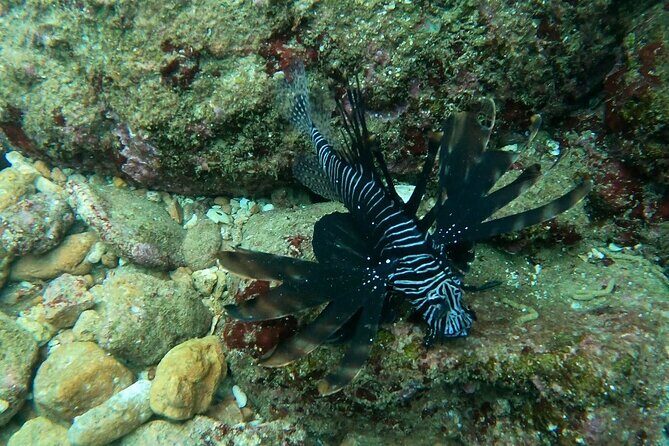 Scuba Diving in muscat - Underwater Sites Around Muscat: Wildlife Is the Main Event