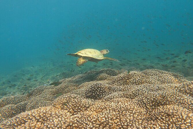 Scuba Diving in muscat - Who Should Book This Muscat Scuba Session