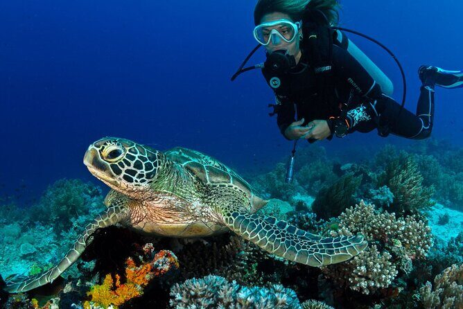Scuba Diving to Dimaniyat Islands Muscat Oman - Key Highlights Before You Go