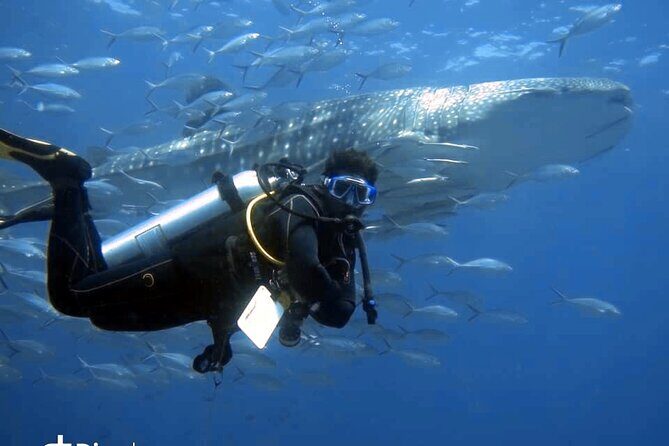 Scuba Diving Trips to Dimaniyat Islands - Key things that make this Daymaniyat trip worth your time