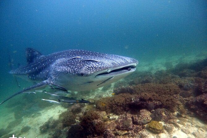 Scuba Diving Trips to Dimaniyat Islands - Small group setup: what max 15 people changes