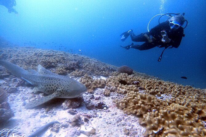 Scuba Diving Trips to Dimaniyat Islands - Marine life you can actually look for: turtles, rays, sharks, and more