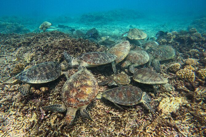 Snorkeling Adventure to Daymaniat Islands - Daymaniat Islands: a turtle-focused morning with real Muscat convenience