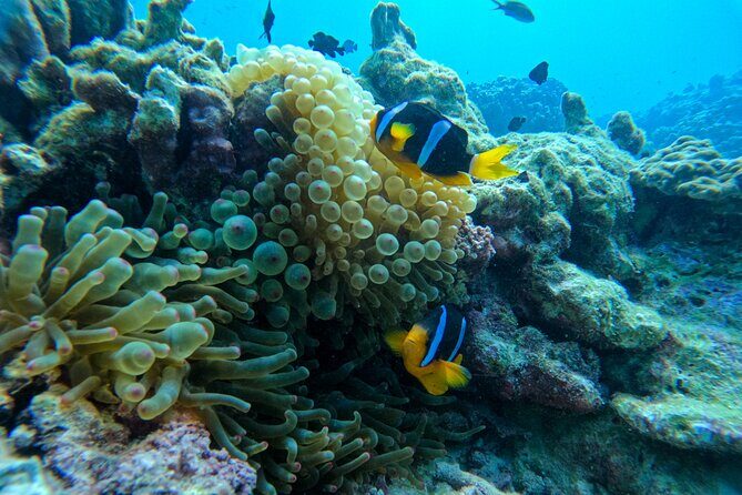 Snorkeling Adventure to Daymaniat Islands - Wildlife viewing tips that actually help (not just “stay calm”)