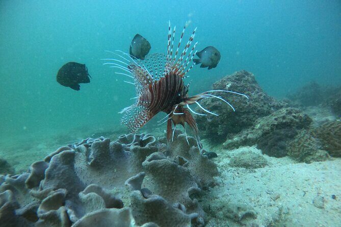 Snorkeling at Dimaniyat Islands and Dolphin Watching - Snacks and Drinks: The Small Comfort That Adds Up