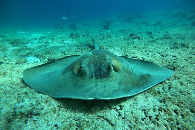 Snorkeling at Dimaniyat Islands and Dolphin Watching - Al Alam Palace Photo Pass: A Nice Landmark Without the Detour