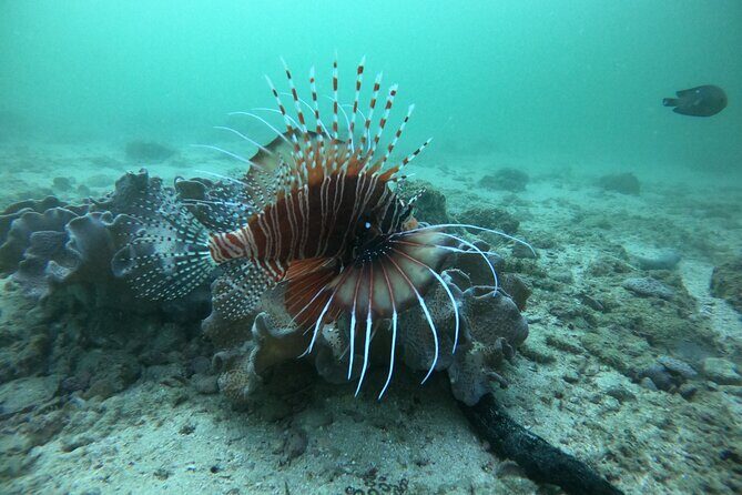 Snorkeling at Dimaniyat Islands and Dolphin Watching - Meeting at Al Seeb Port: The Part That Can Make or Break Your Day