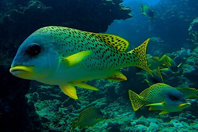 Snorkeling Experience at Ad Daymaniyat Islands in Muscat - Daymaniyat Snorkeling, The Way You Want It: Short Time, Big Wildlife Moments