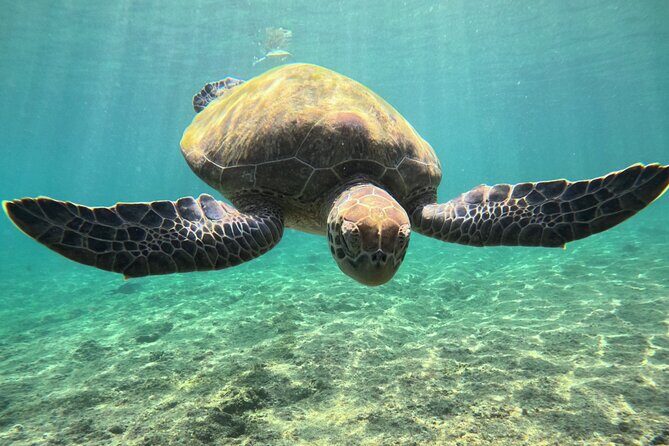 Snorkeling Experience at Ad Daymaniyat Islands in Muscat - Who Should Book This Snorkeling Trip (And Who Might Think Twice)