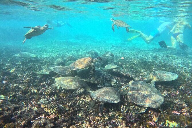Snorkeling Experience at Ad Daymaniyat Islands in Muscat - When to Book and How to Plan Your Day in Muscat