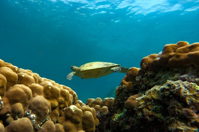 Snorkeling Experience at Ad Daymaniyat Islands in Muscat - The Three Snorkeling Stops: How the Reefs Feel Different