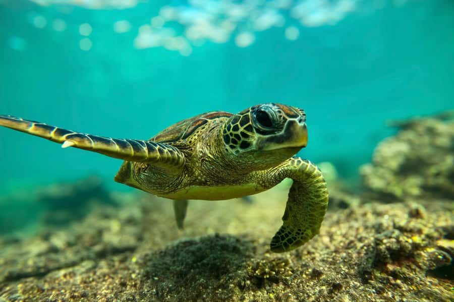 Snorkeling with turtles at Ad Daymaniyat Islands - Sea Turtles at Ad Dimaniyat Islands: Why This Trip Hooks People