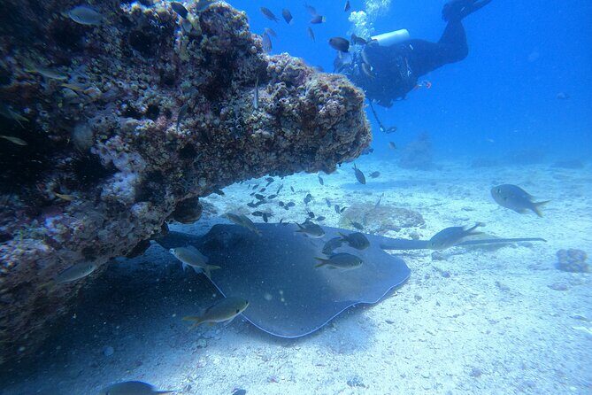 Snorkelling tours to Daymaniyat island - The Daymaniyat Snorkel Plan: Two Stops, Turtle Chances, and Variable Visibility