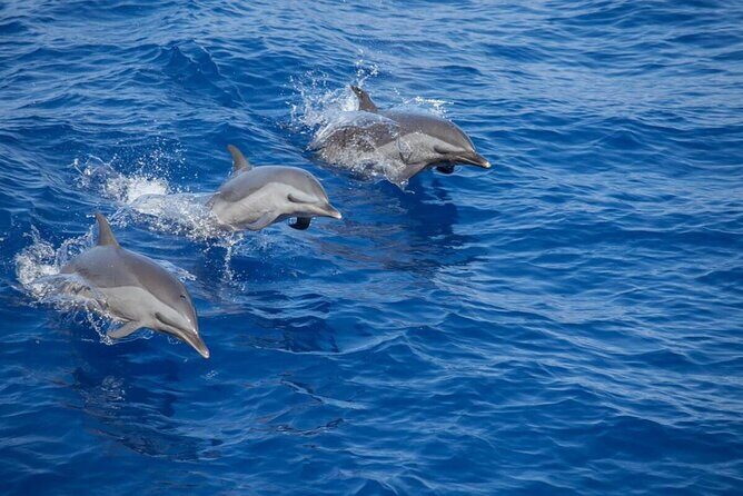 The Jewel of Muscat Sea, Daymaniyat Islands - Key highlights at a glance