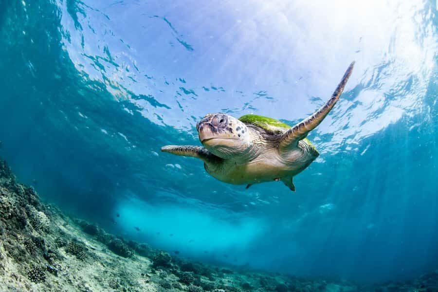 Try scuba Diving Tours To Daymaniyat Islands. - Seeb Marina check-in: where your day starts (and what to prepare)