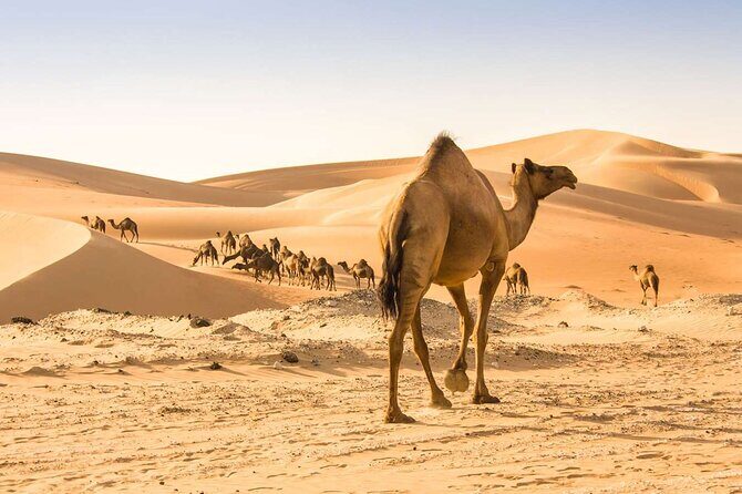 Wadi Bani Khaled & Desert Safari - Muscat, Oman - Price and Value: Why $220 Can Make Sense for This Muscat Day