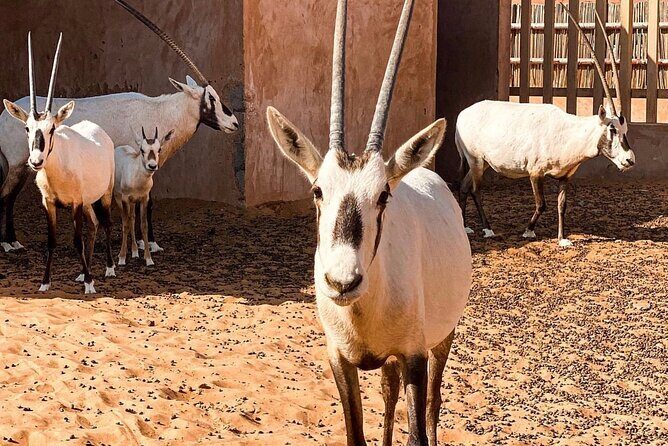 Wadi Bani Khaled & Desert Safari - Muscat, Oman - Timing and Logistics: The 8:00 AM Start That Actually Works